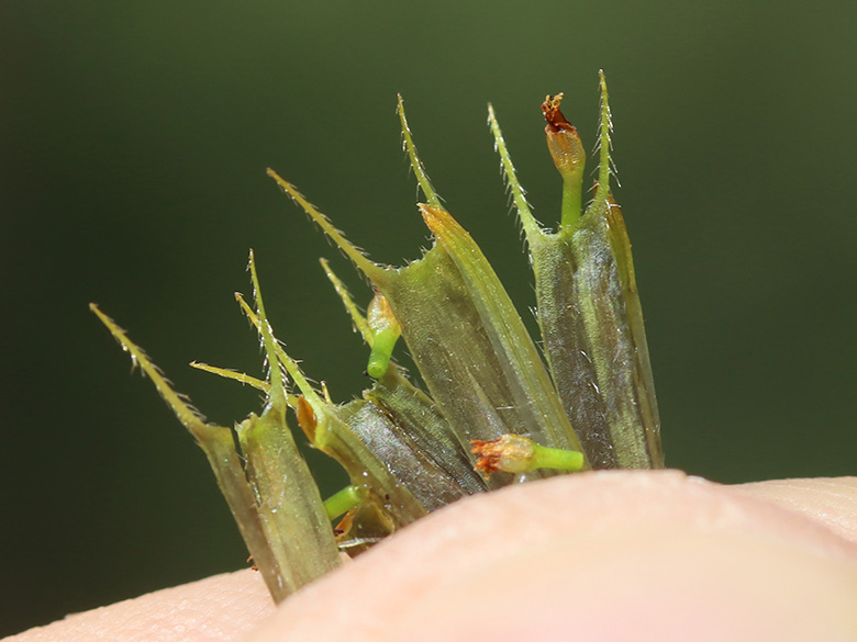 Bidens frondosa frondosa