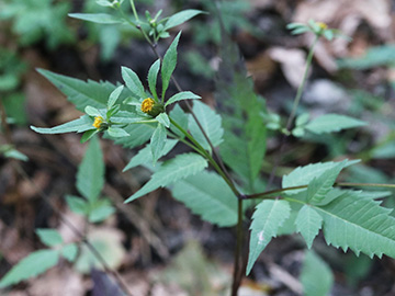 Bidens frondosa frondosa