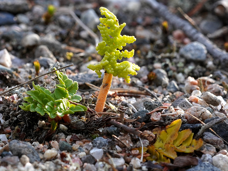 Botrychium multifidum