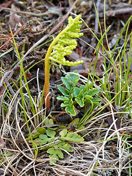 Botrychium multifidum