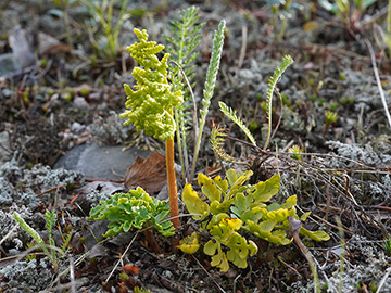 Botrychium multifidum