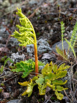 Botrychium multifidum