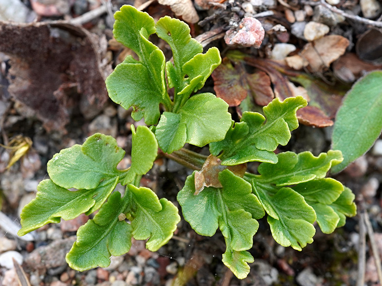 Botrychium multifidum
