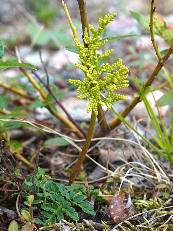 Botrychium multifidum