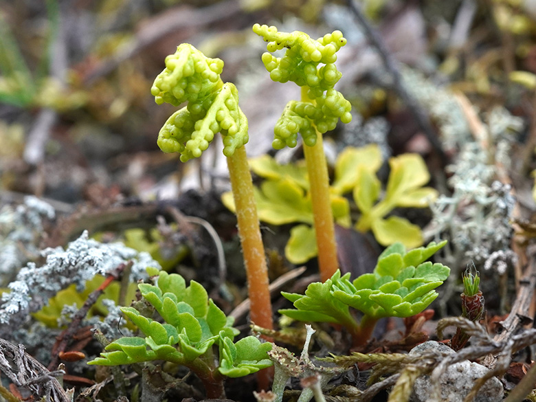Botrychium multifidum