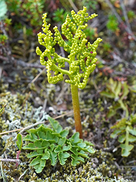 Botrychium multifidum