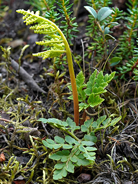 Botrychium multifidum