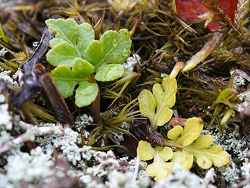 Botrychium multifidum