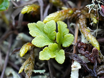 Botrychium multifidum