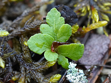 Botrychium multifidum