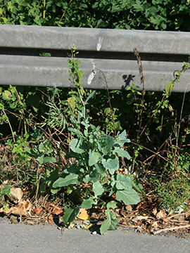 Brassica napus
