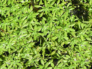 Callitriche palustris agg,