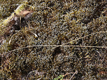 Campylopus introflexus