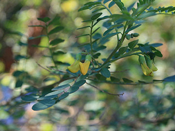 Caragana arborescens