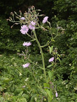 Cicerbita macrophylla uralensis