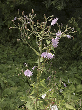 Cicerbita macrophylla uralensis