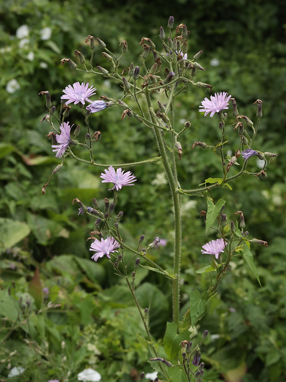 Cicerbita macrophylla uralensis