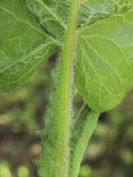 Cicerbita macrophylla uralensis