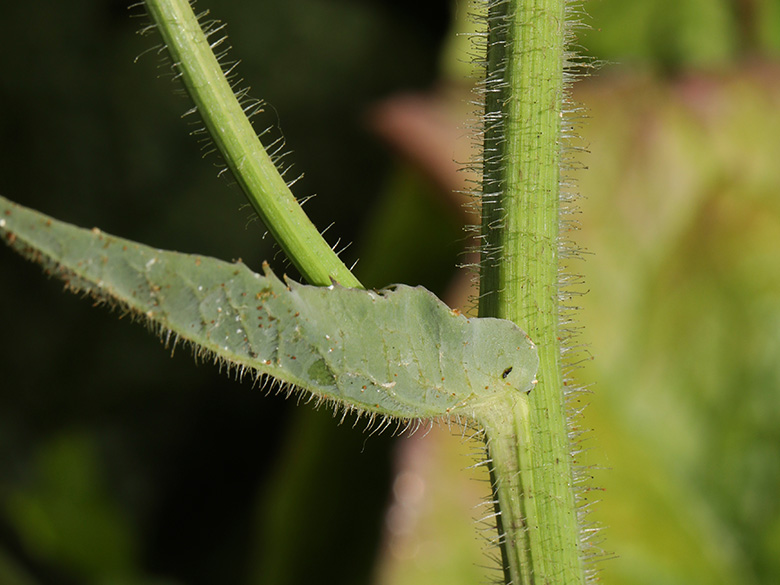 Cicerbita macrophylla uralensis