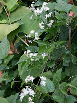 Clematis vitalba