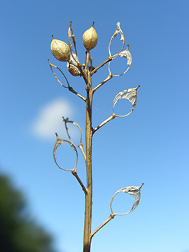 Cochlearia danica