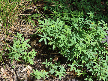 Comarum palustre