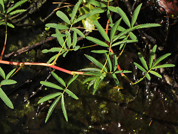 Comarum palustre