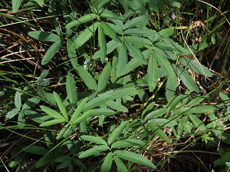 Comarum palustre