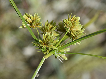Cyperus eragrostis