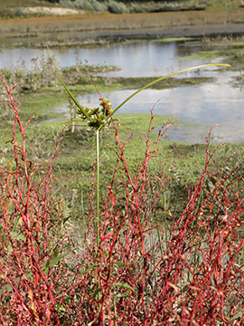 Cyperus eragrostis