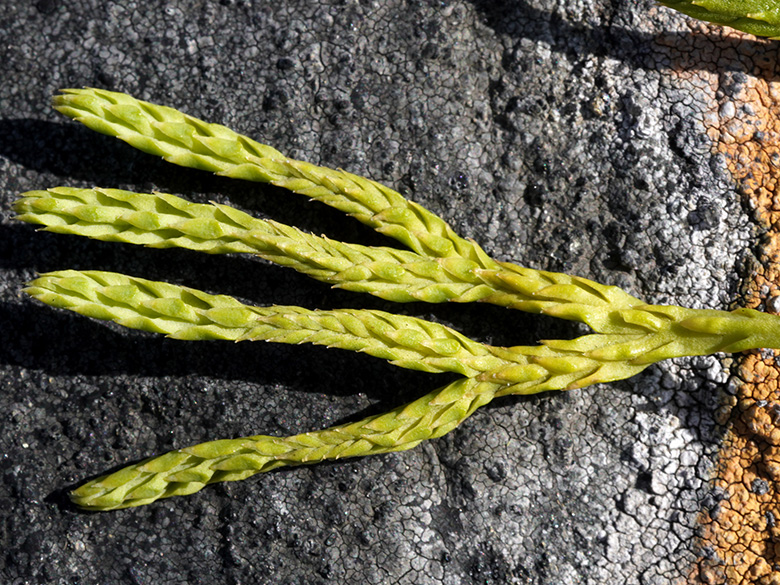 Diphasiastrum alpinum