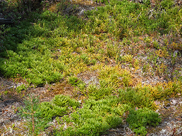 Diphasiastrum complanatum