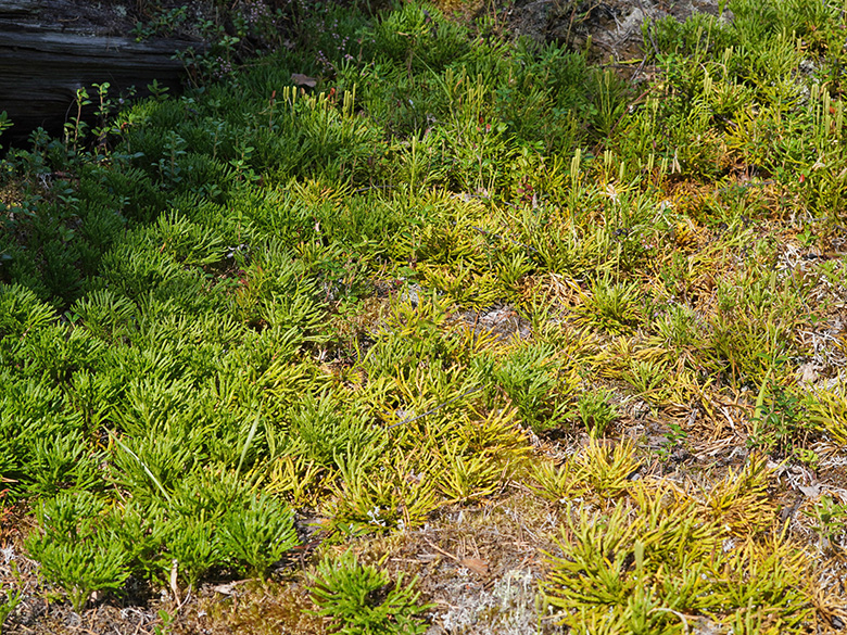 Diphasiastrum complanatum