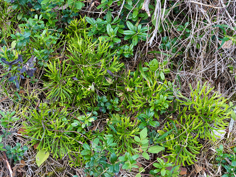 Diphasiastrum complanatum