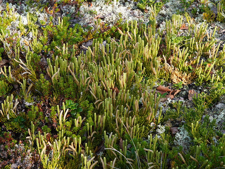 Diphasiastrum complanatum montellii