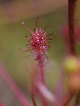 Drosera intermedia