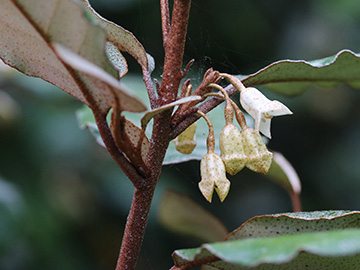 Elaeagnus ebbingei