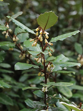 Elaeagnus ebbingei