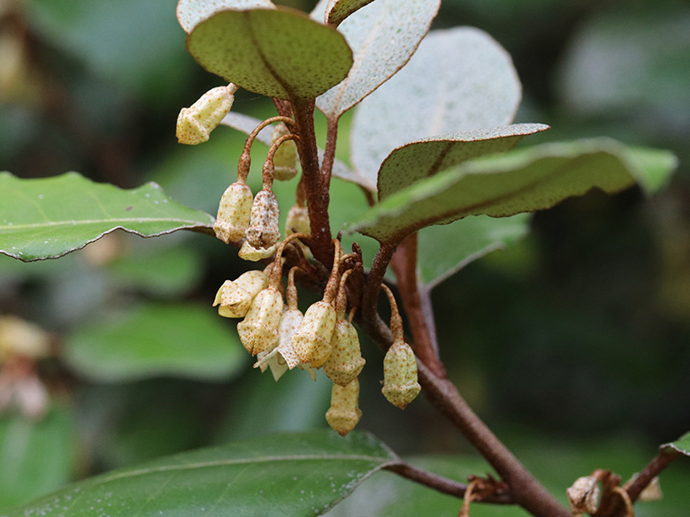 Elaeagnus ebbingei