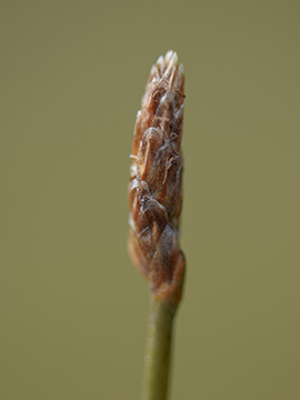 Eleocharis multicaulis