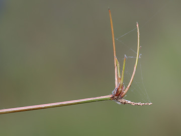 Eleocharis multicaulis