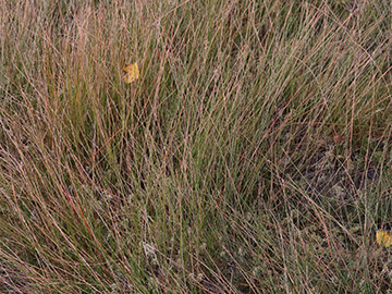 Eleocharis multicaulis
