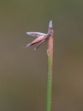 Eleocharis multicaulis