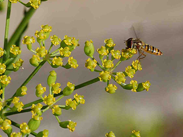 Episyrphus balteatus