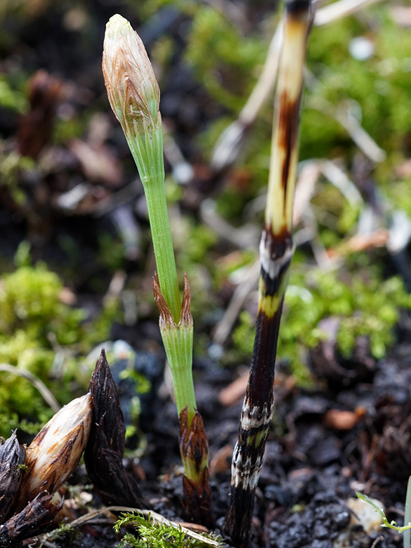 Equisetum lofotense