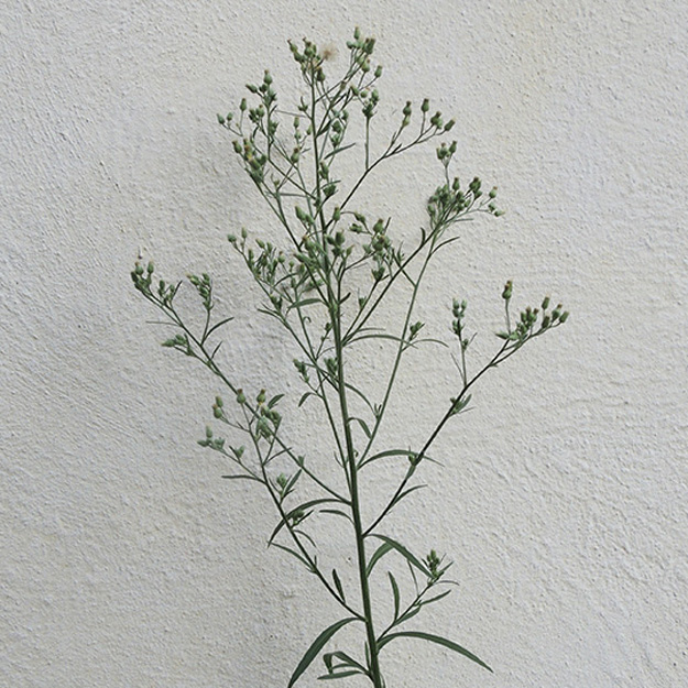 Erigeron sumatrensis - Sumatra-Berufskraut