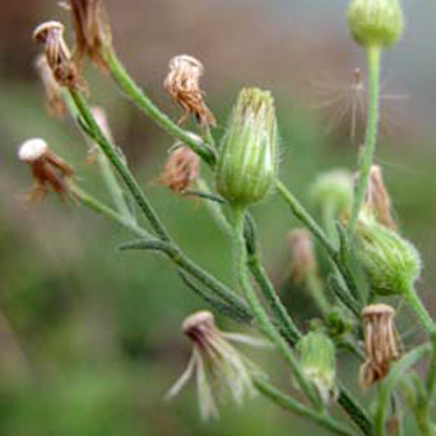 Erigeron sumatrensis - Sumatra-Berufskraut
