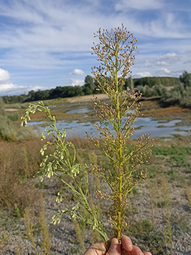 Erigeron sumatrensis