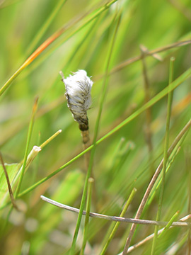Eriophorum vaginatum