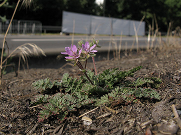 Erodium cicutarium